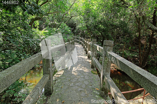 Image of Bridge in the forest