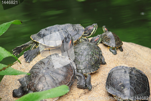 Image of tortoise sitting on stone 