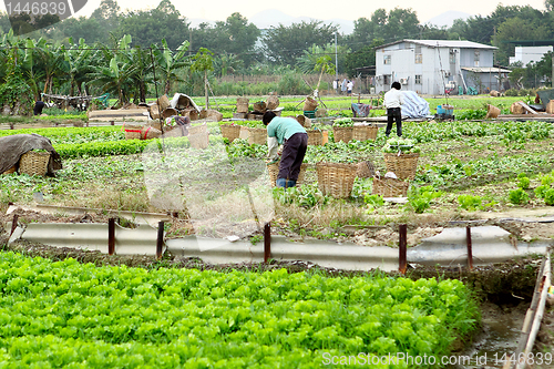 Image of farmer working in cultivated land