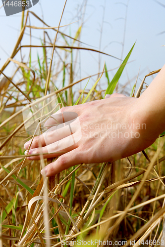 Image of close up of a man's hand touching the grass, 'feeling nature