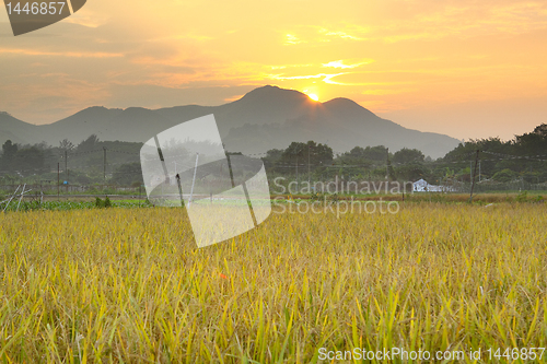 Image of Golden sunset over farm field 