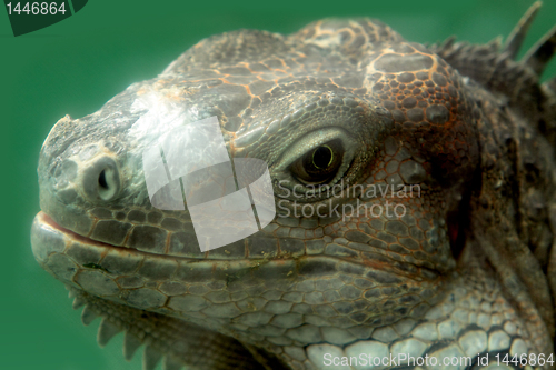 Image of iguana 