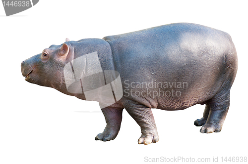 Image of Baby Hippo