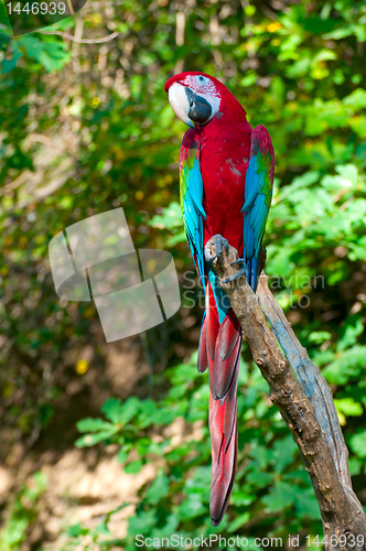 Image of Red-and-green Macaw