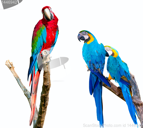Image of Parrots on White