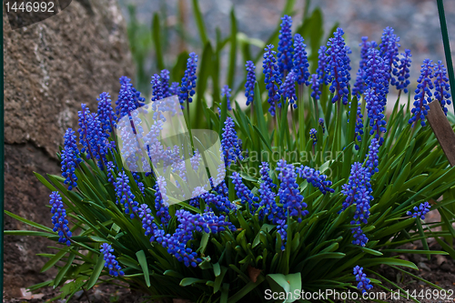 Image of Grape hyacinths