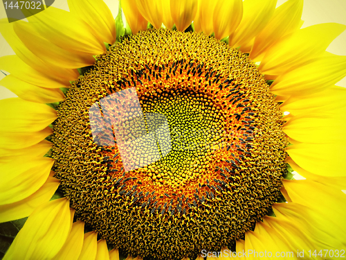 Image of big yellow sunflower 