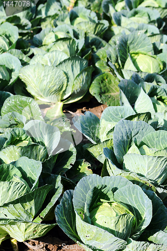 Image of Celery cabbage
