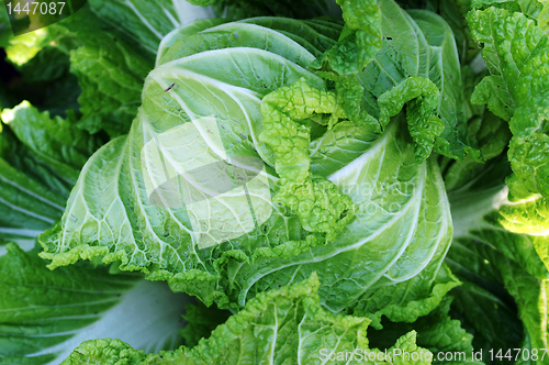Image of Celery cabbage