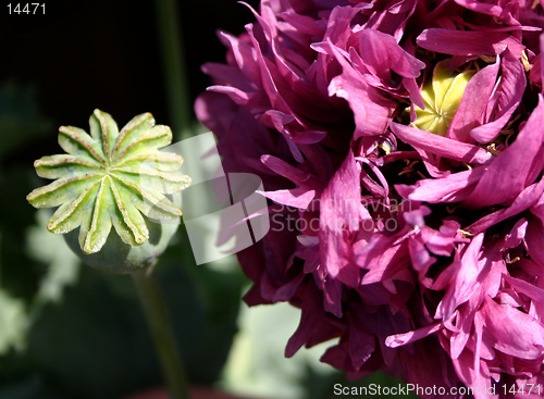 Image of oriental poppy