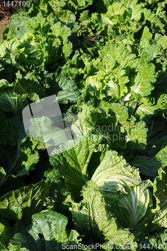 Image of Celery cabbage