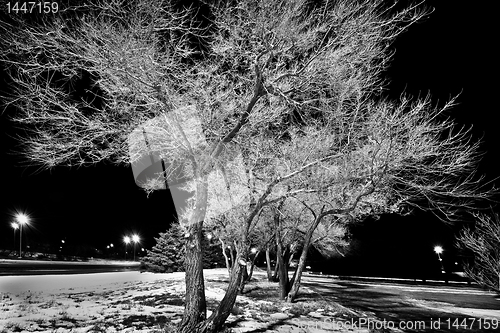 Image of The tree in the dark