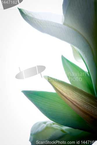 Image of white amaryllis flower 