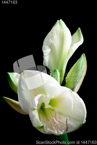 Image of white amaryllis flower 