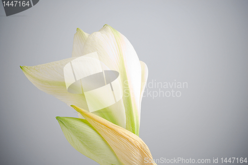 Image of white amaryllis flower 