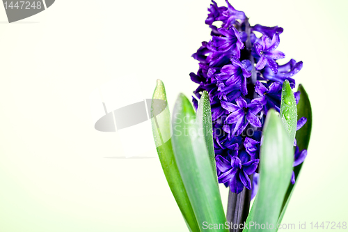 Image of blue hyacinth