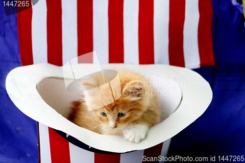 Image of Yellow kitten in 4th of July hat