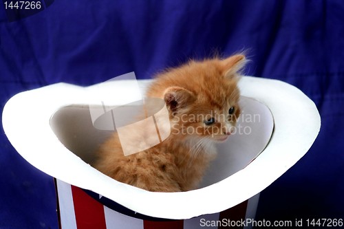 Image of Yellow kitten sitting in 4th of July hat