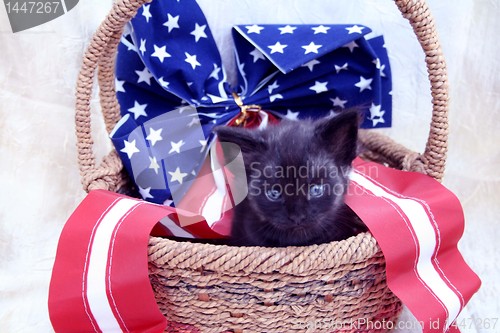 Image of Little black kitten in 4th of July basket