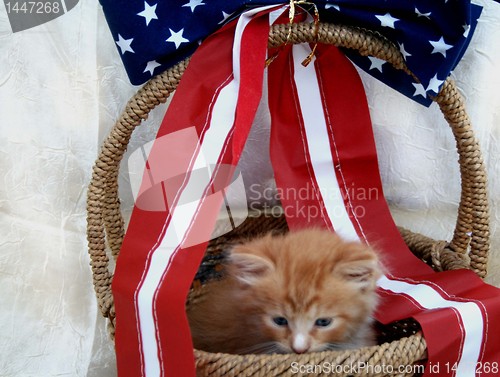 Image of Yellow kitten in 4th of July basket