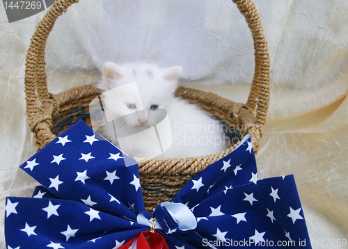 Image of White kitten in 4th of july basket