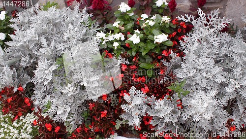 Image of Christmas decoration of flowers