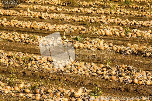 Image of Cleaning of onions