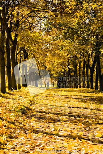 Image of Footpath in park