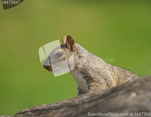 Image of Squirrel