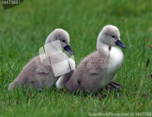 Image of Cygnets