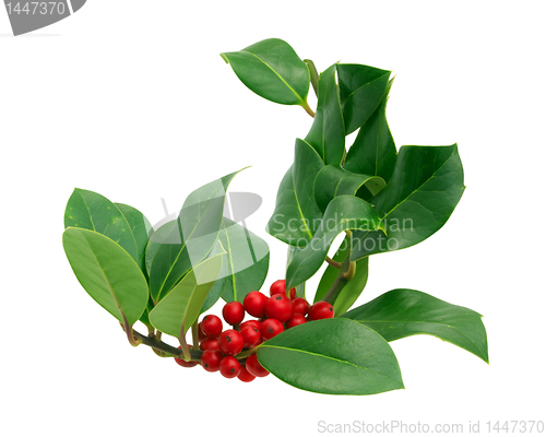 Image of Holly