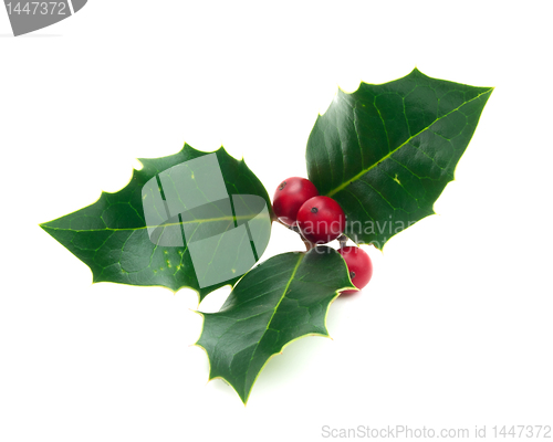 Image of Holly