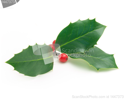 Image of Holly