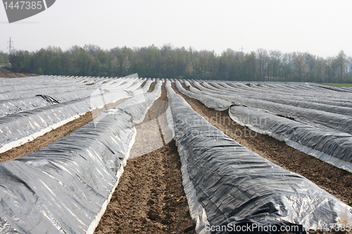 Image of asparagus field 