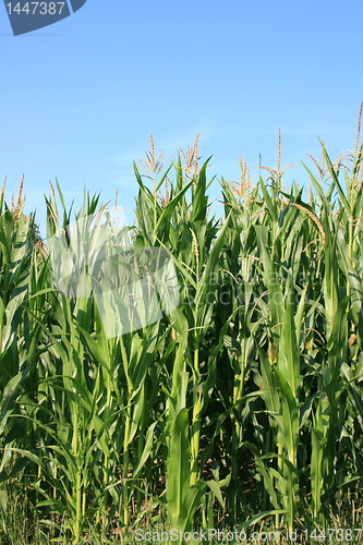 Image of corn field