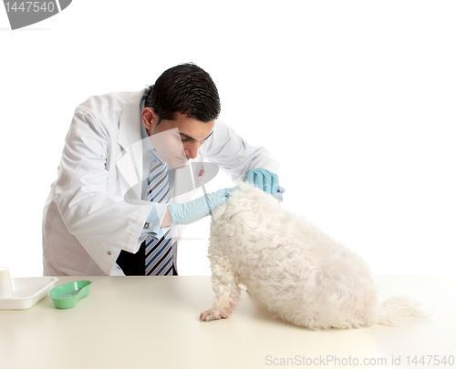 Image of Vet with a dog