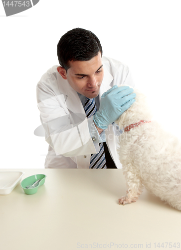 Image of Vet inspecting dogs eyes