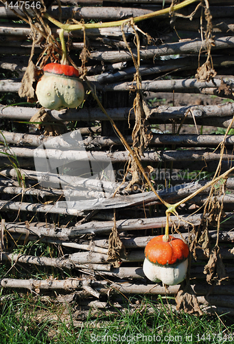 Image of Decorative pumpkins 