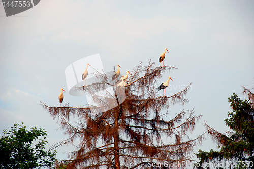 Image of White stroks flocks 