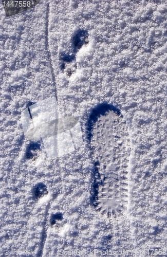 Image of Traces on snow 