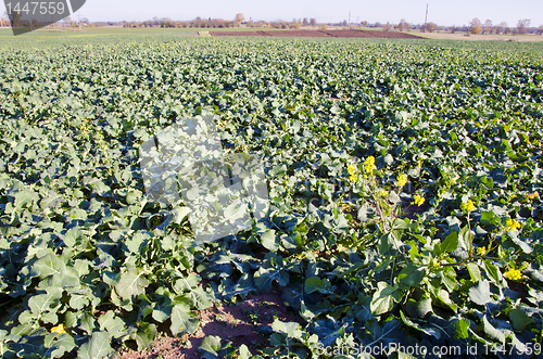 Image of Agricultural green rapeseed field in autumn.