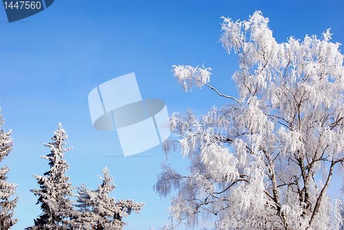 Image of Trees covered in rime 