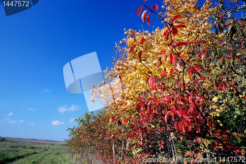 Image of Bright autumn colors 