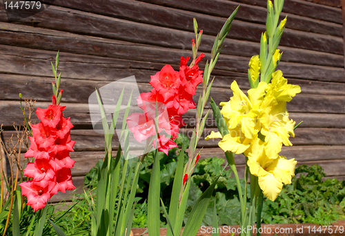 Image of Multicolored gladioli 