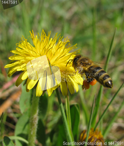 Image of flying bee   