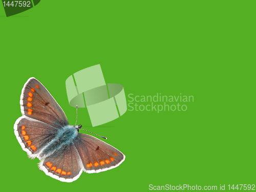 Image of butterfly (lycaenidae) 