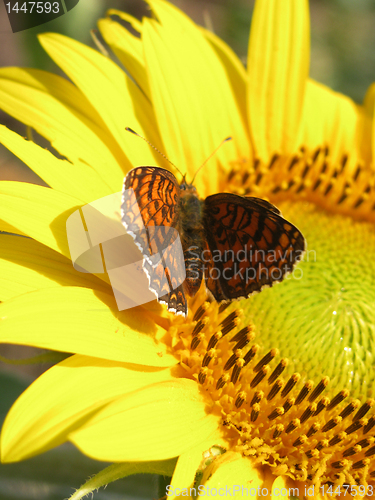 Image of butterfly on sunflower
