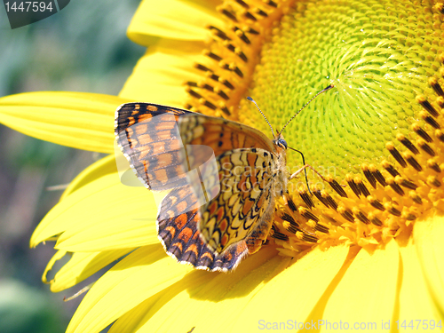 Image of butterfly (Heath Fritillary) 