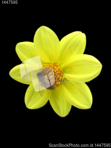 Image of bee on yellow flower