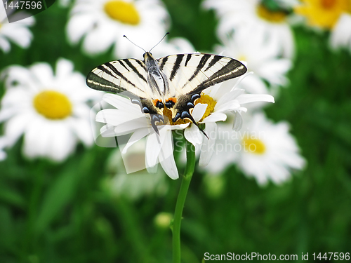 Image of butterfly (Scarce Swallowtail)